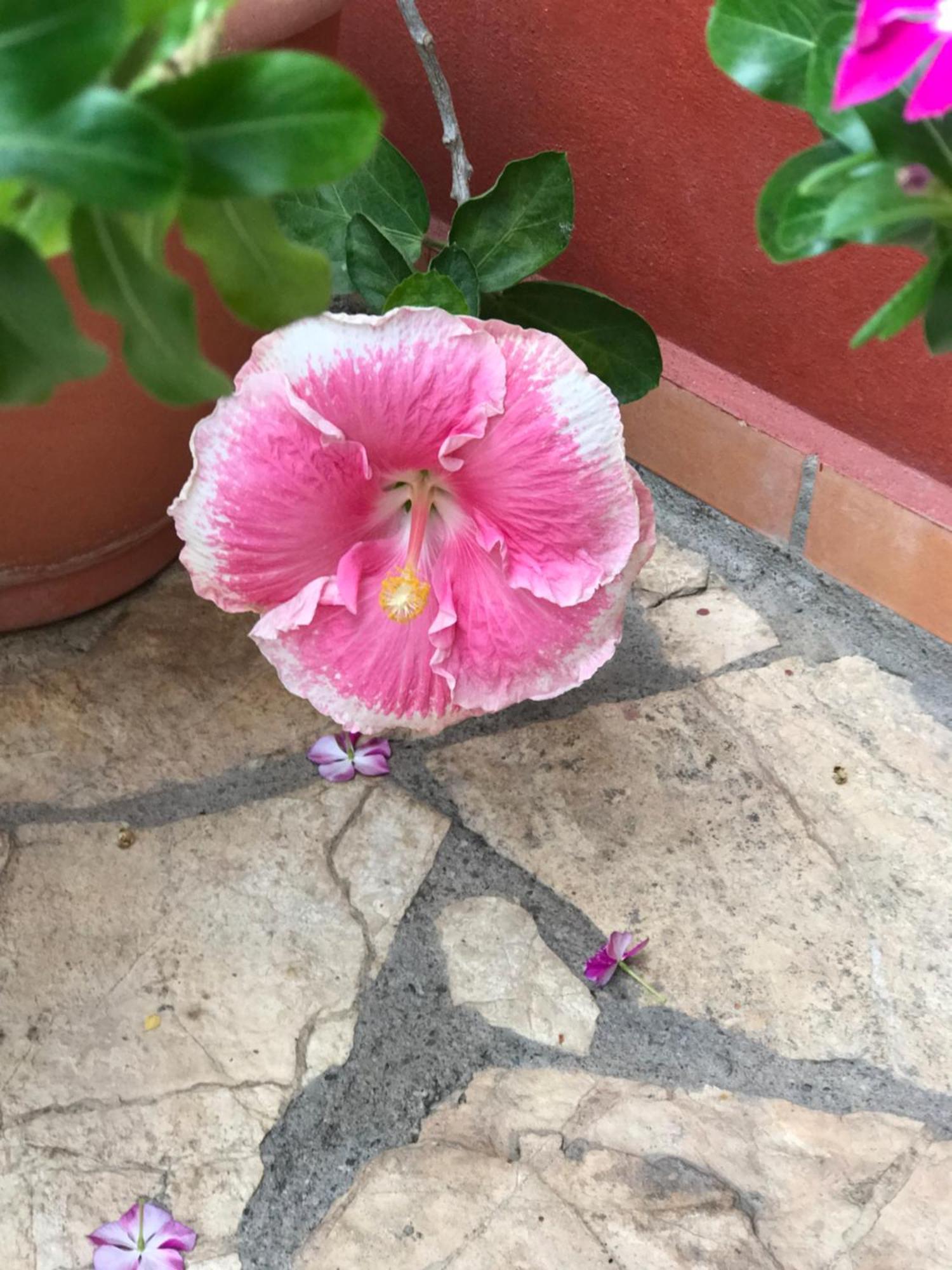 Hotel Buena Vista Copán 외부 사진