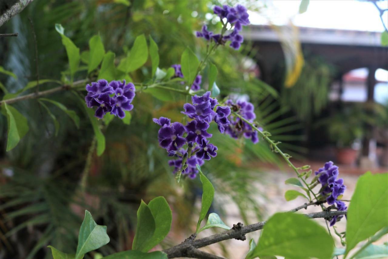 Hotel Buena Vista Copán 외부 사진